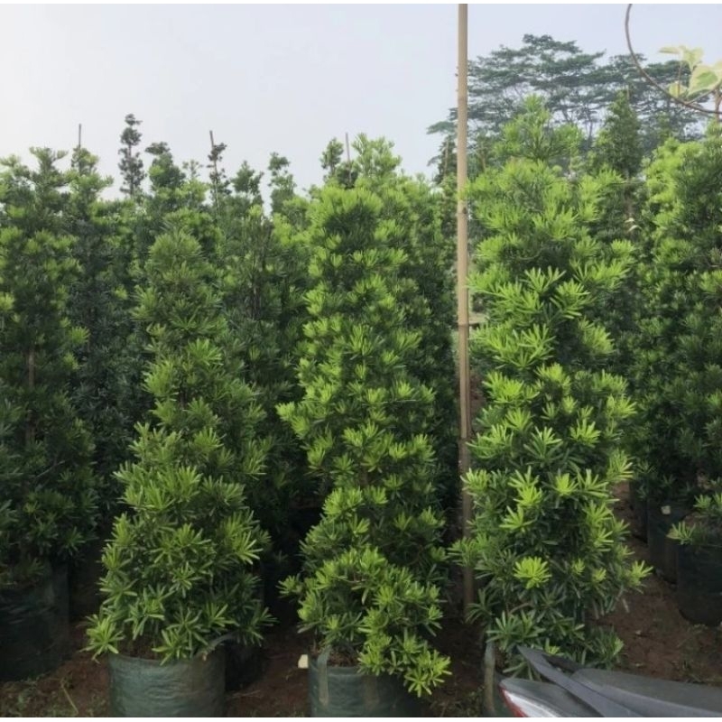 tanaman hias lohansung cincuan tinggi 2 meter