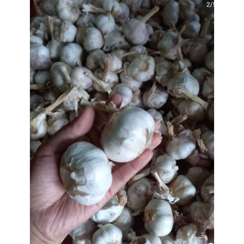 

BAWANG PUTIH KOTOR Bawang putih kotor