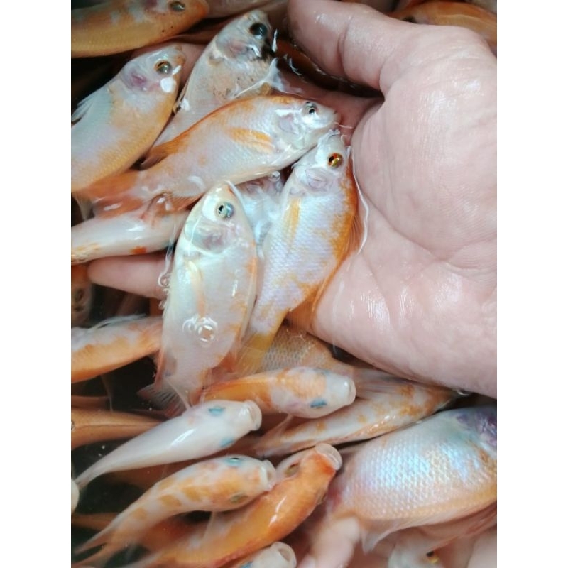 bibit ikan nila merah monosex 8-9cm