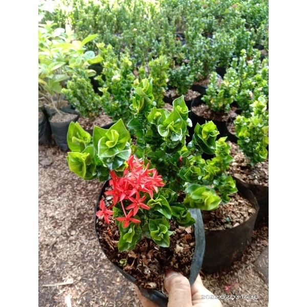 Tanaman Asoka Tusuk Sate / Bunga Asoka tusuk sate