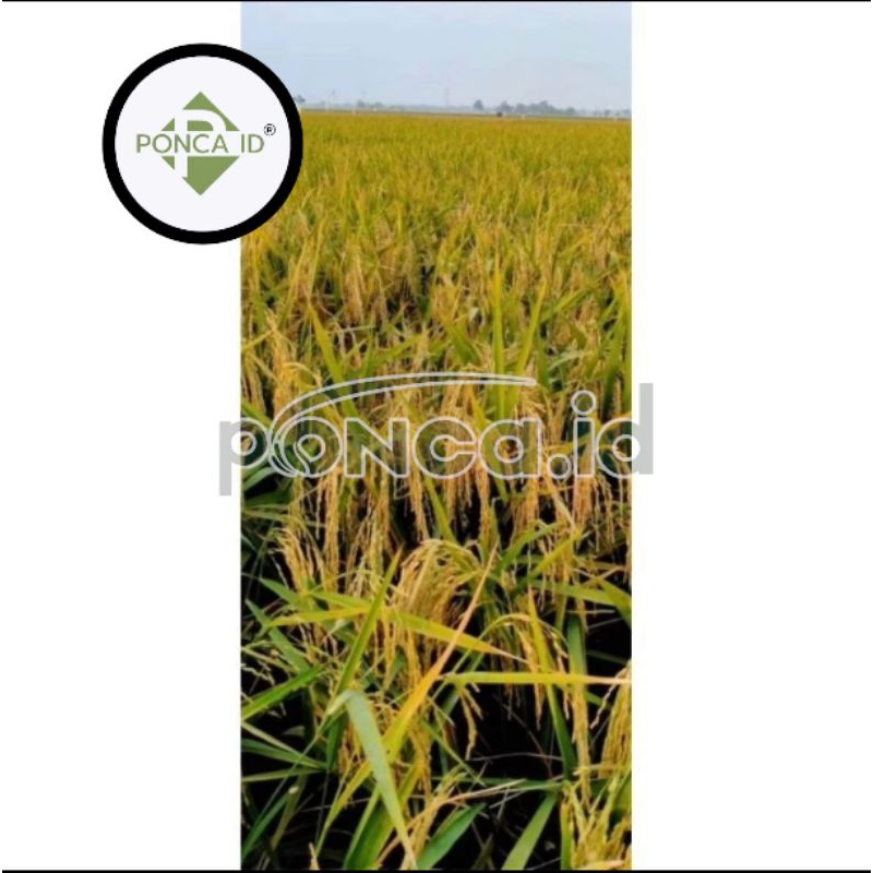 benih padi denok super 1kg