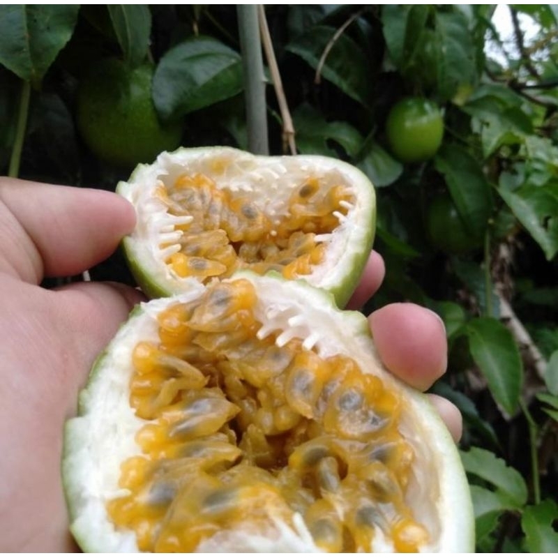 

buah markisa manis asem