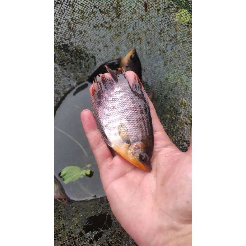 paket 30 ekor bibit ikan gurame ukuran super