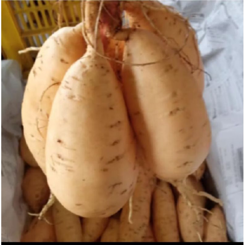 

UBI MADU CILEMBU MENTAH KUALITAS TERJAMIN