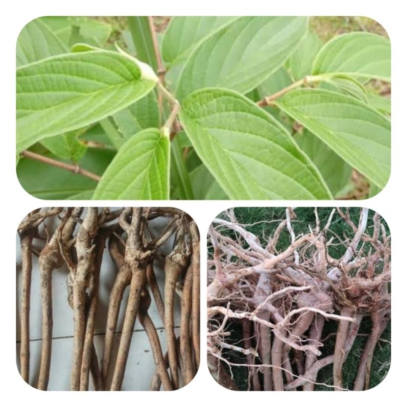 

Akar sirih hutan segar organik 1 kilo gram-az