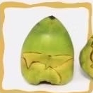 

Pentil Kelapa Beluluk Fresh panen dadakan obat herbal