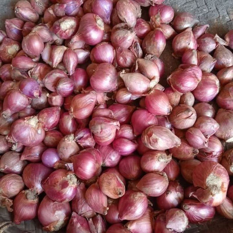 

Bawang Merah Sumbar