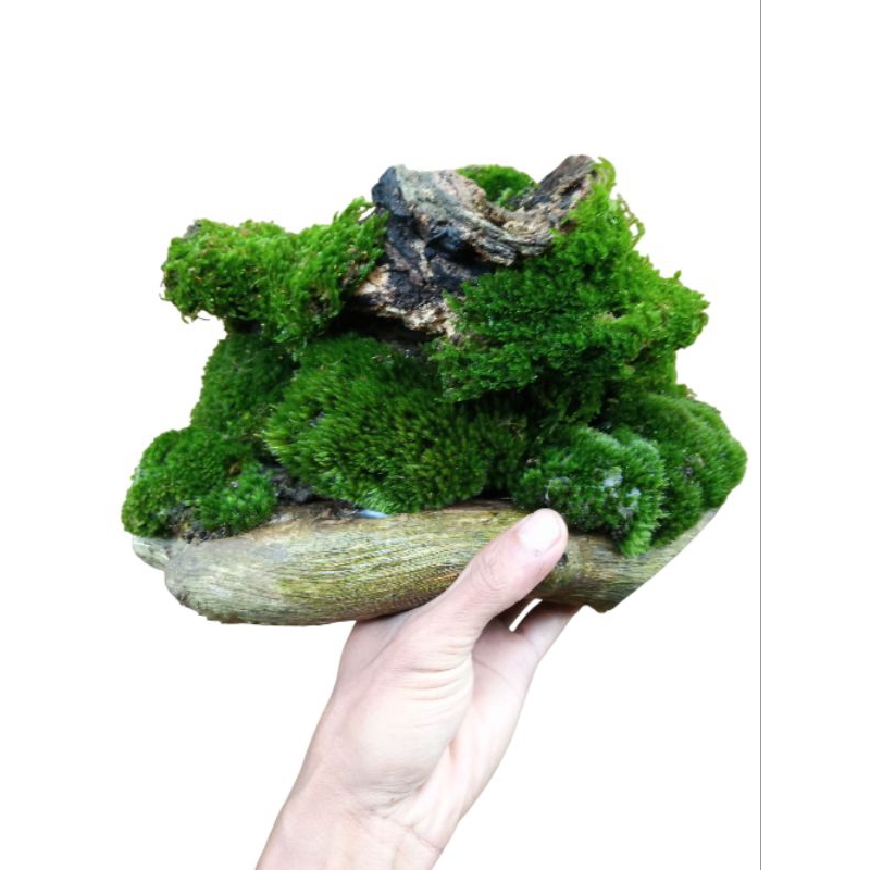 Diorama aksesoris paludarium mos media kayu natural eksotis alami