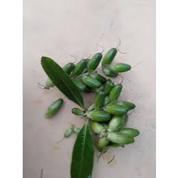 

Buah Jeruju obat herbal 500gram
