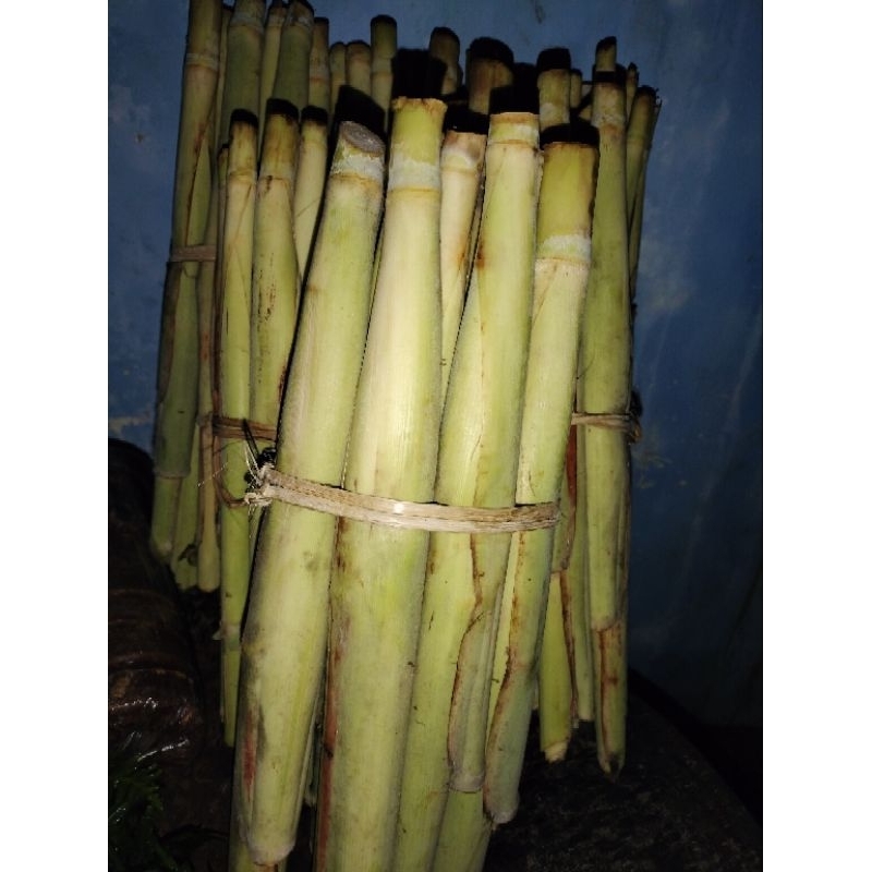 

TURUBUK/TELOR TEBU