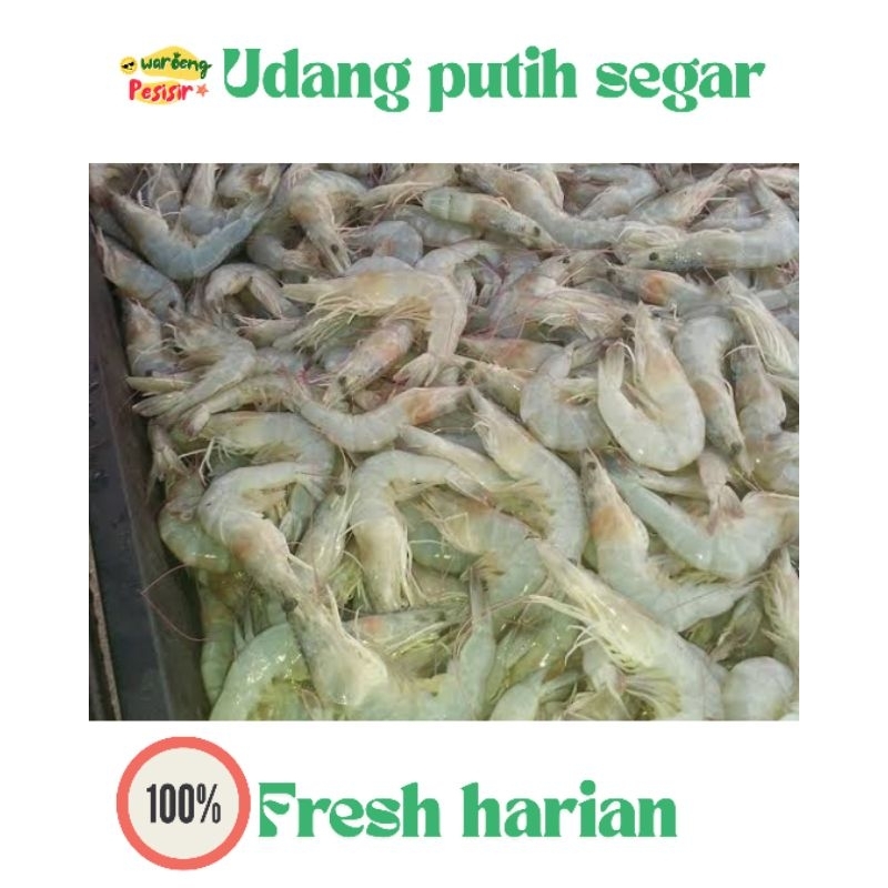 

UDANG VANAME/UDANG PUTIH FRESH SEGAR – DIJUAL PER KILOGRAM
