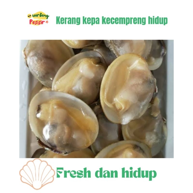 

KERANG KECEMPRENG / ASARI HIDUP – DIJUAL PER KILOGRAM
