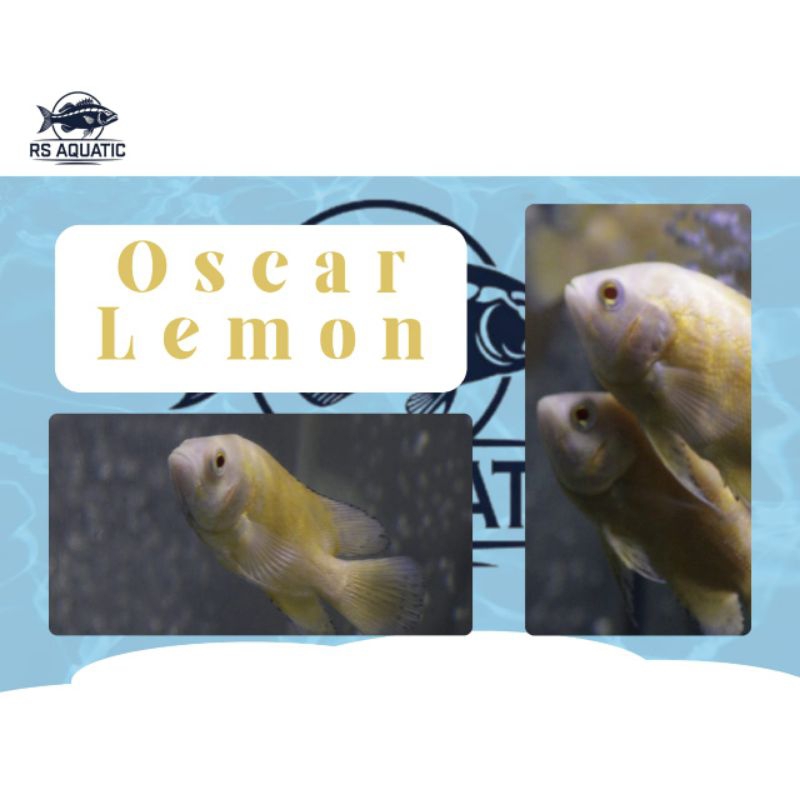 Ikan Oscar Lemon size 2-3jari