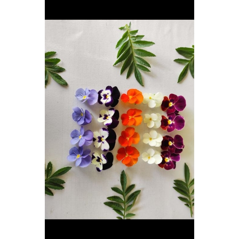 

EDIBLE FLOWER VIOLA VIRAL