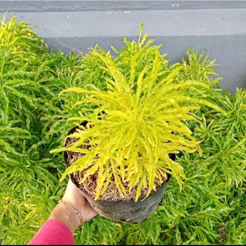 Tanaman Brokoli kuning / Bunga Brokoli