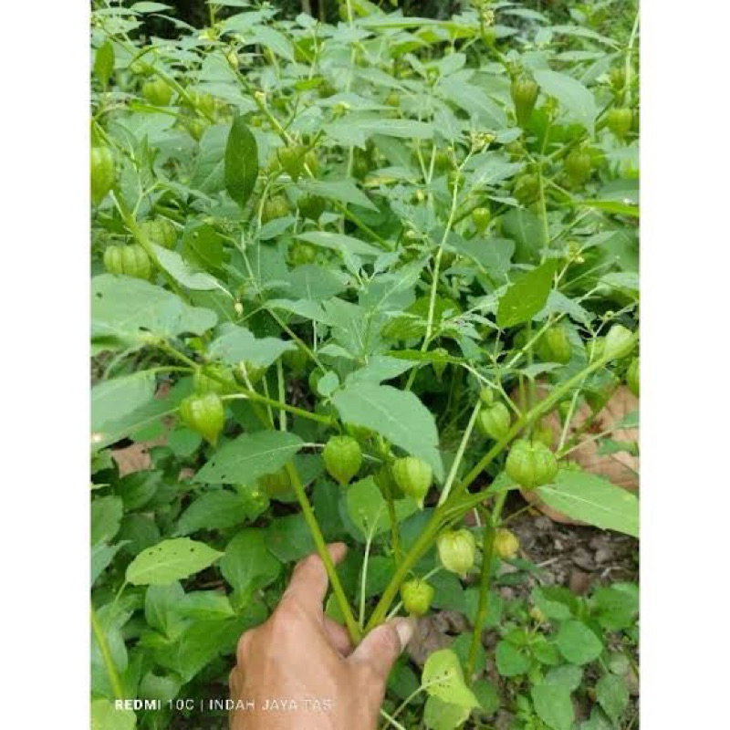 

Ciplukkan daun batang buah beberapa saja segar 100 grm fresh