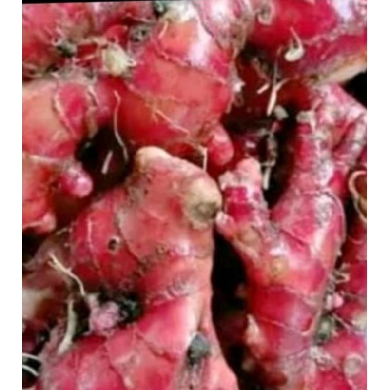 

jahe merah