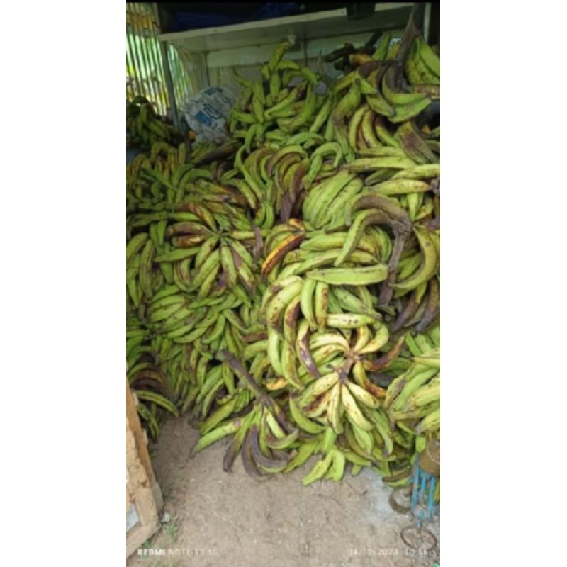 

pisang tanduk muria.rajanya pisang tanduk.