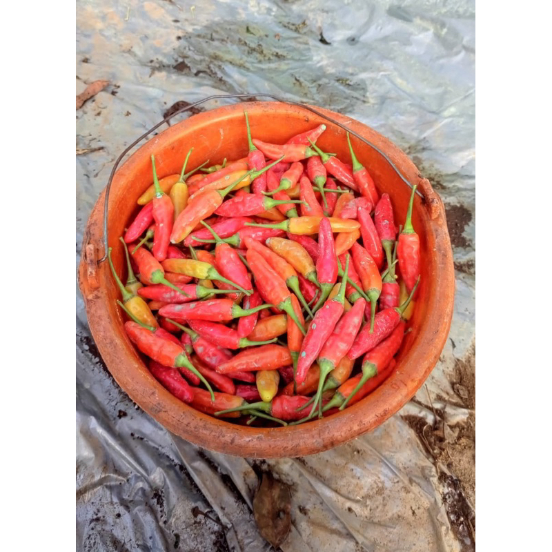 

cabe rawit merah ori/rm