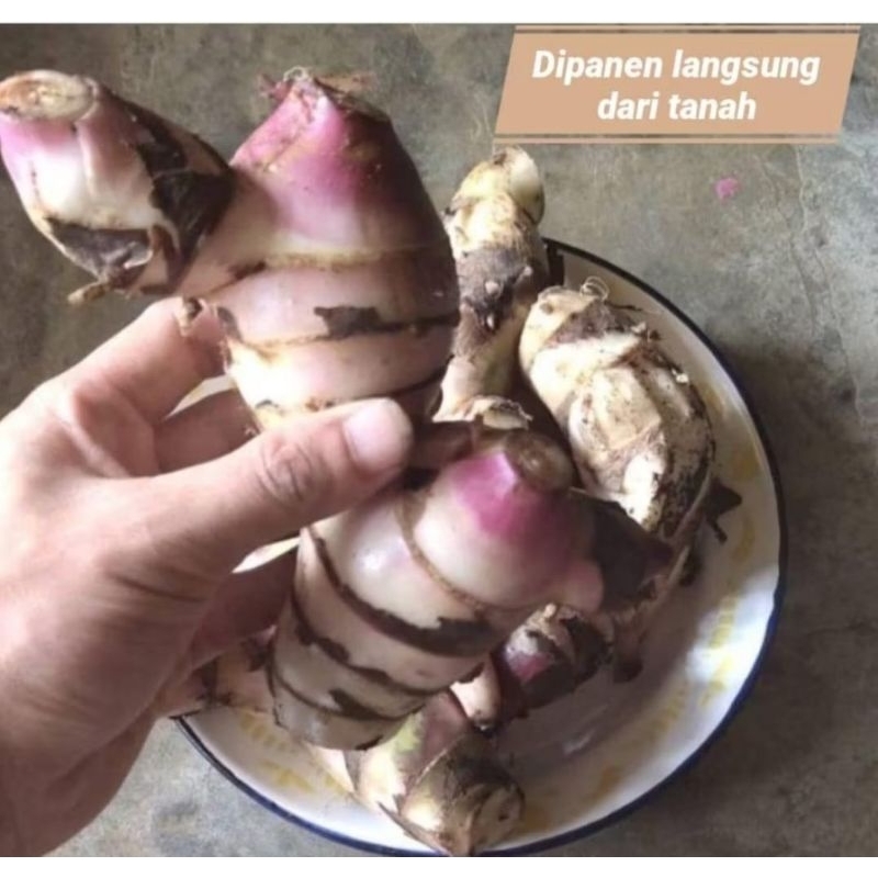 

umbi ganyol atau ganyong merah fresh 1 KG