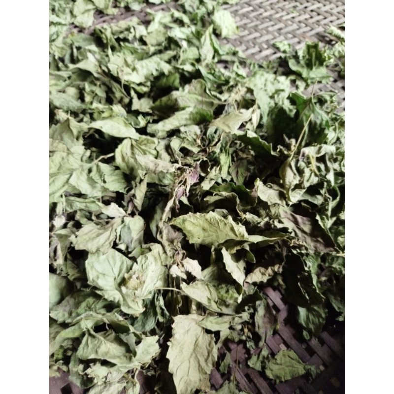 

daun balakacida kering original 100 Gram