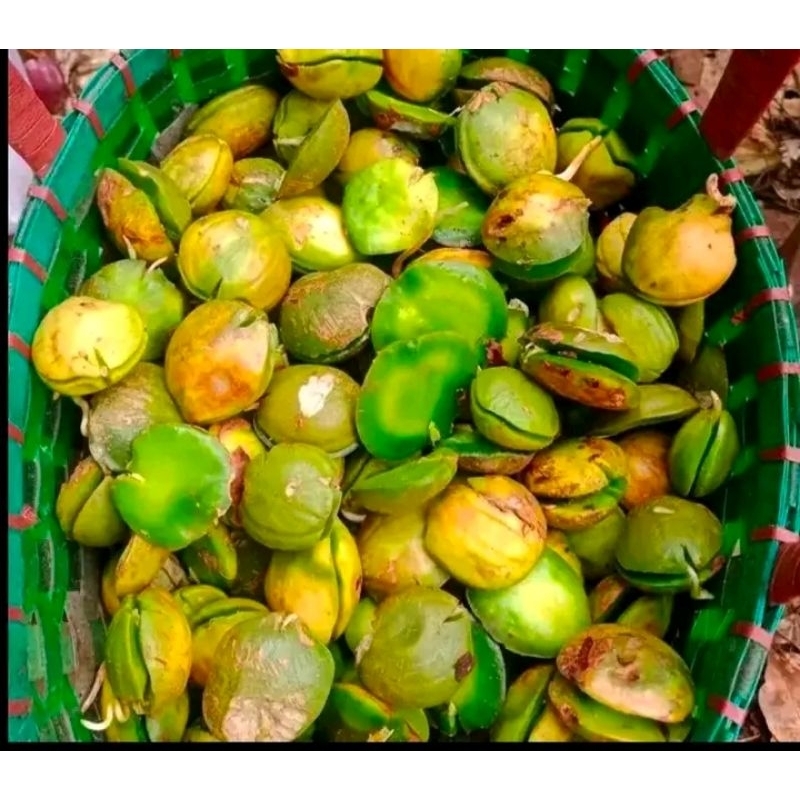 

jengkol beweh Lampung murah 1 kg jengkol beweh terlaris termurah paling banyak dicari