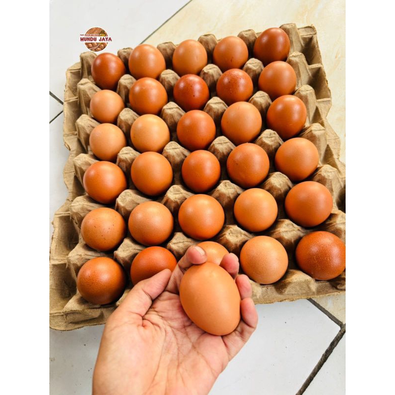 

Telur ayam negeri 30 butir fresh