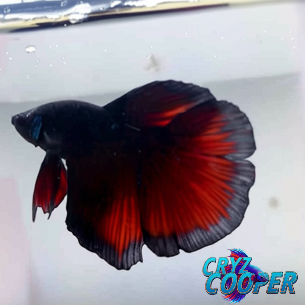 Ikan Cupang Halfmoon Black Vampire / Black Galaxy Koi (Avatar) Halfmoon