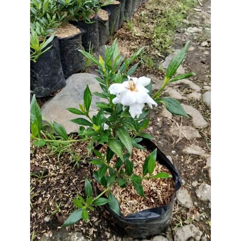 tanaman kacapiring Gardenia
