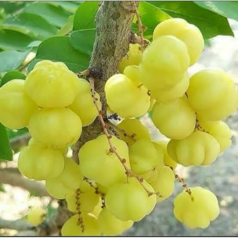 

Buah cerme 250 grm di petik jika ada pesanan masuk