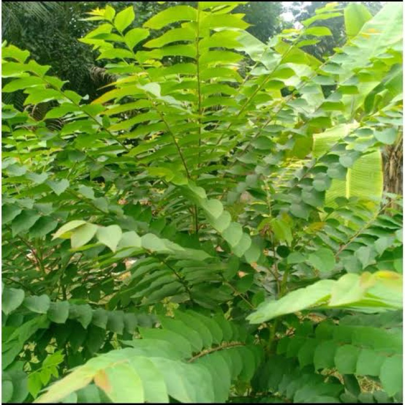 

Daun cerme 100 grm fresh di petik jika ada pesanan masuk