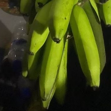 

Buah Pisang Mentah TP 150 Gram Pisang Bangkaulu