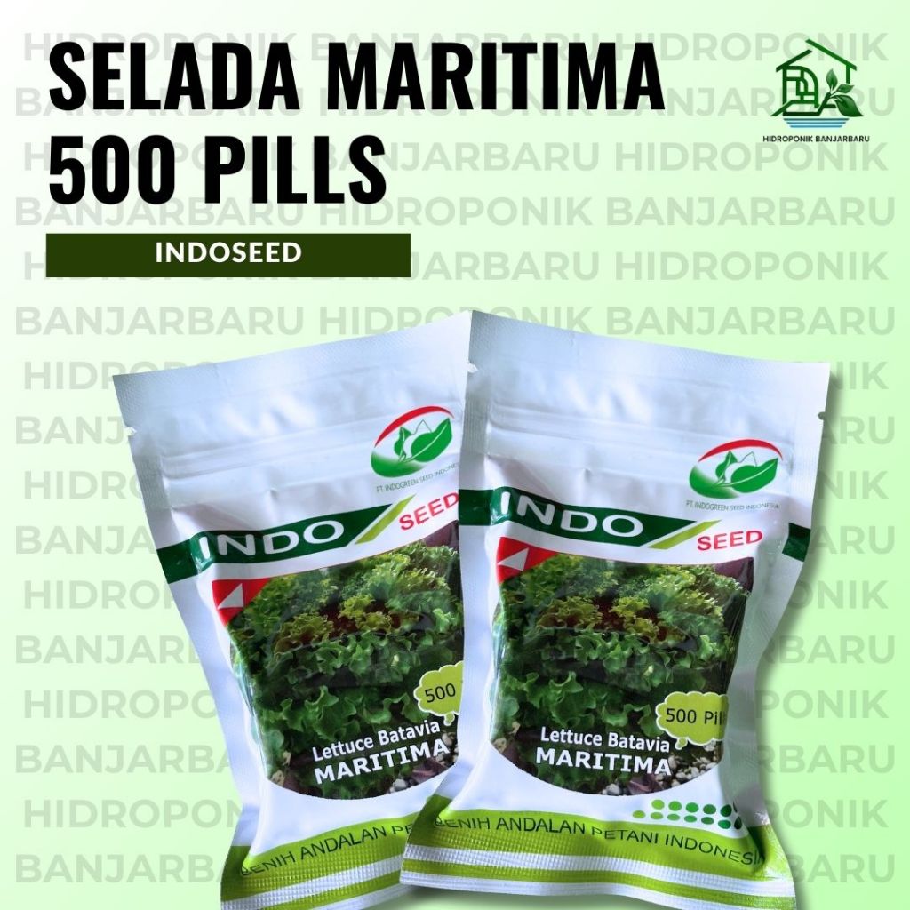 BENIH SELADA MARITIMA 500 PILLS LETTUCE BATAVIA