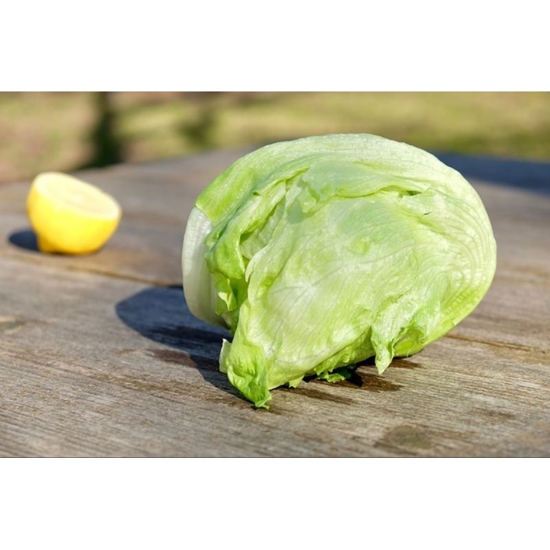 

JYOTI HEAD LETTUCE SELADA BULAT 500 GR