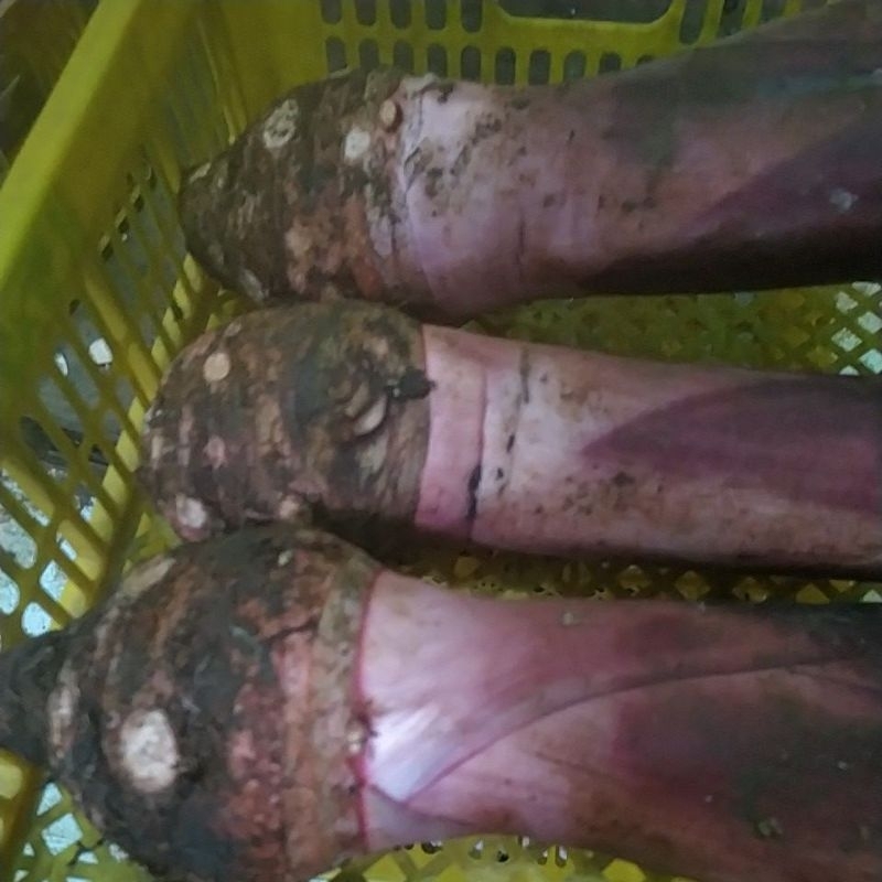 

umbi talas ungu atau taro bersih dari tanah