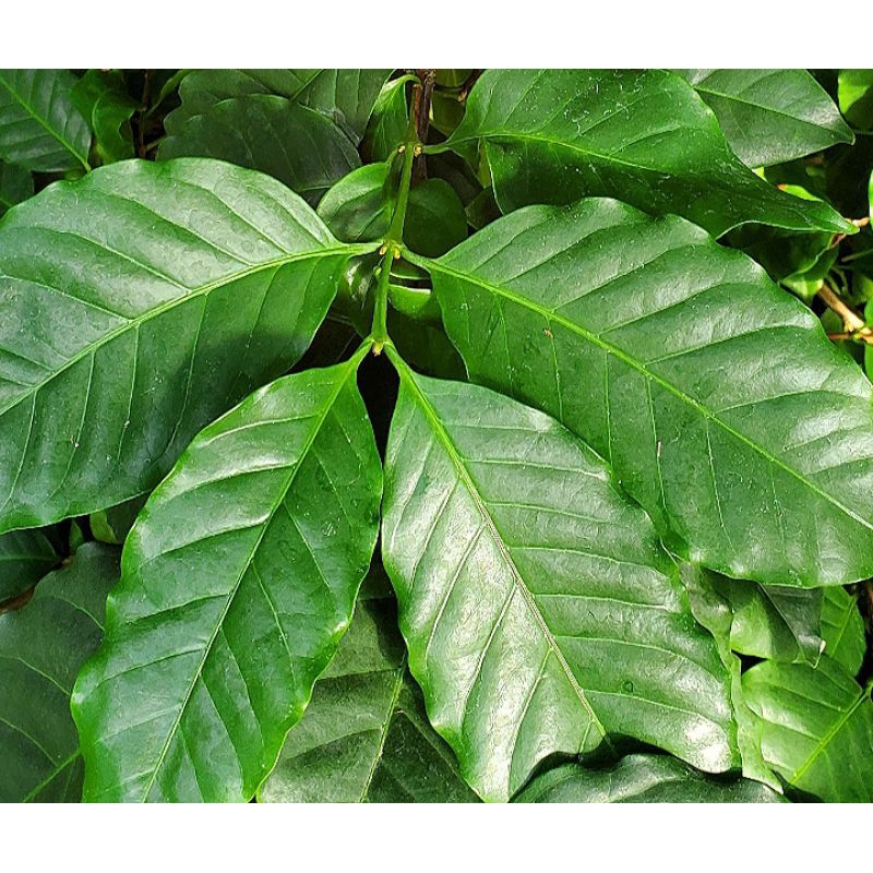 

DAUN KOPI SEGAR ORGANIK PANEN SENDIRI 250 GRAM
