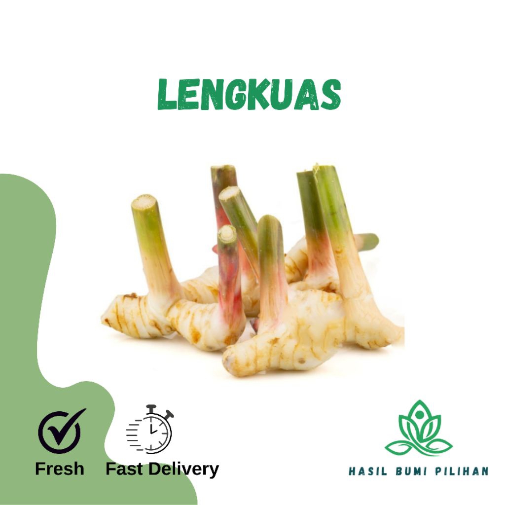 

Lengkuas segar langsung dari kebun | Laos rempah aromatik (500gr/1kg)