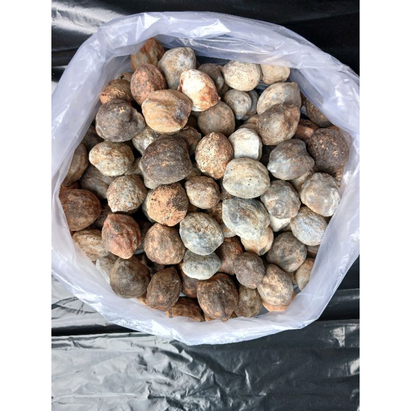 

Buah kemiri utuh masih ada cangkang 10kg