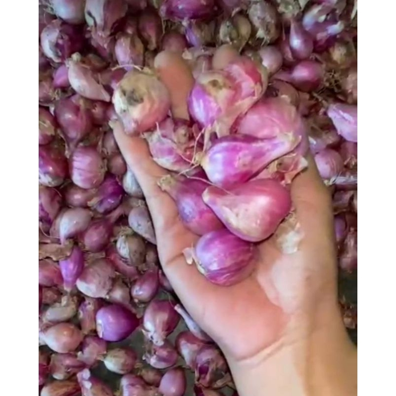 

Bawang Merah Lokal 250 gr Tanggung Gede Campur Garing Super 1/4 kg