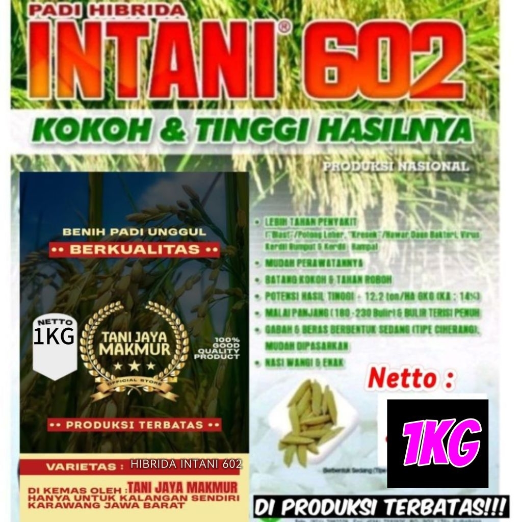 Benih/bibit padi HIBRIDA INTANI 602 (1KG) Padi kokoh & hasil tinggi.