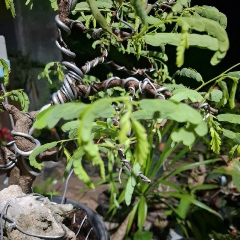 bonsai asem