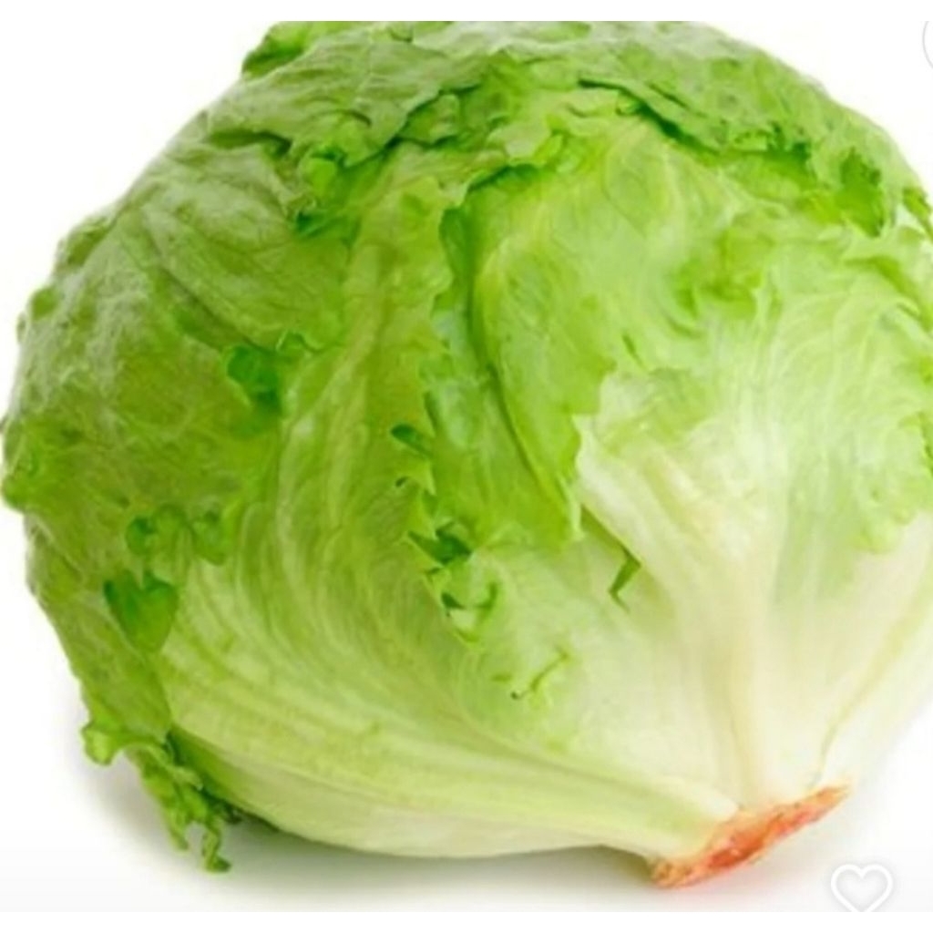 

Lettuce head/selada lettuce