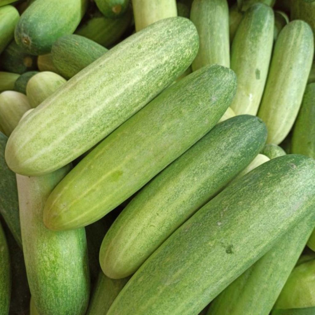 

timu lokal segar