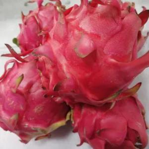 

buah naga merah