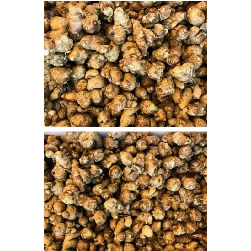 

Kencur Sunda asli rempah tradisional dengan khasiat luar biasa 1 kg