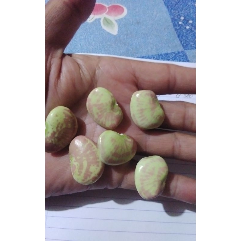 

BIBIT BIJI KACANGKORO TERPILIH DIJAMIN HIDUP BELI 10 BONUS 2.