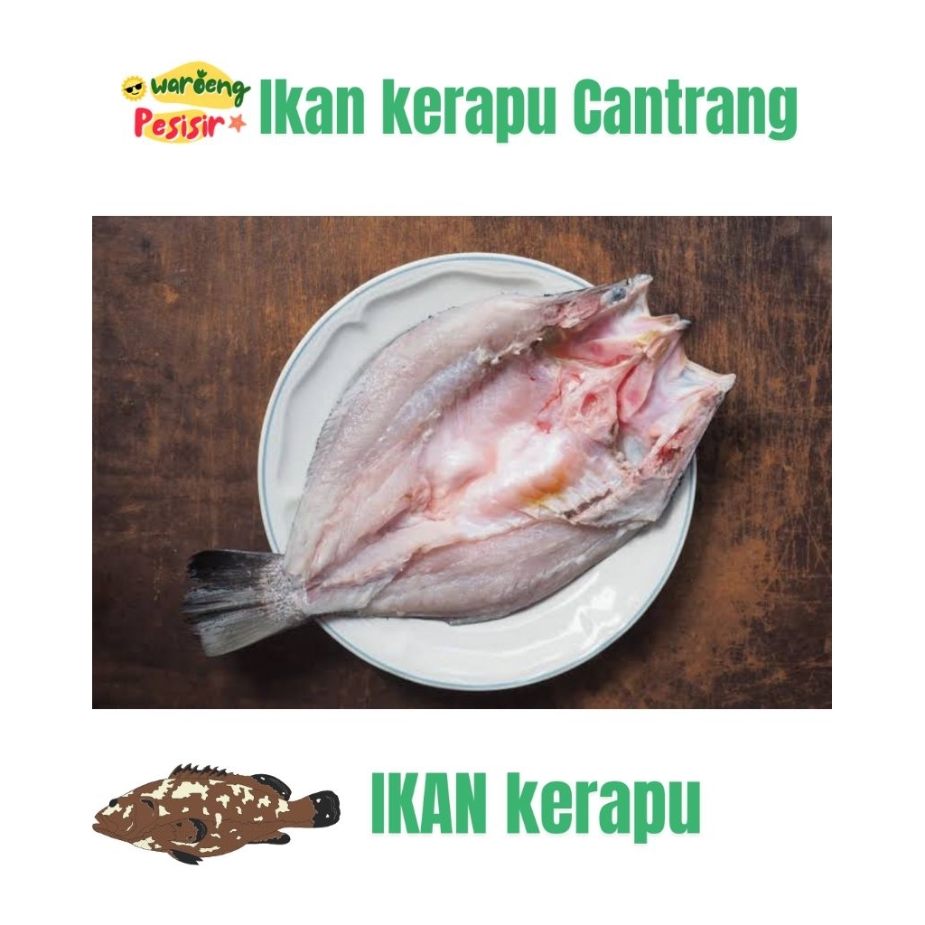 

Ikan Kerapu Cantrang Frozen sudah bersih berat 1KG