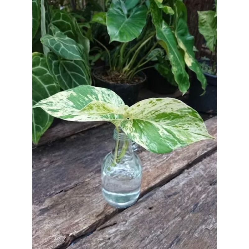 

tanaman hias sirih marble queen stek - sri garing marbel