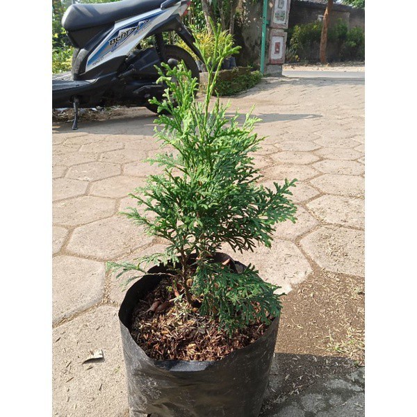 Cemara wangi / Cemara natal