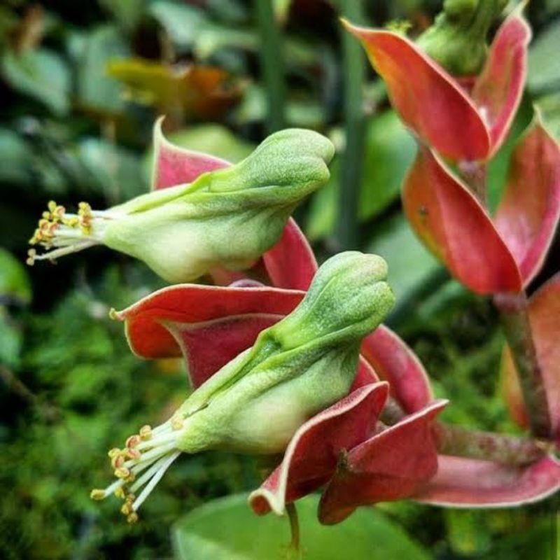 Tanaman Hias Bunga Cucak Rowo Murah / Bunga Cucak Rowo